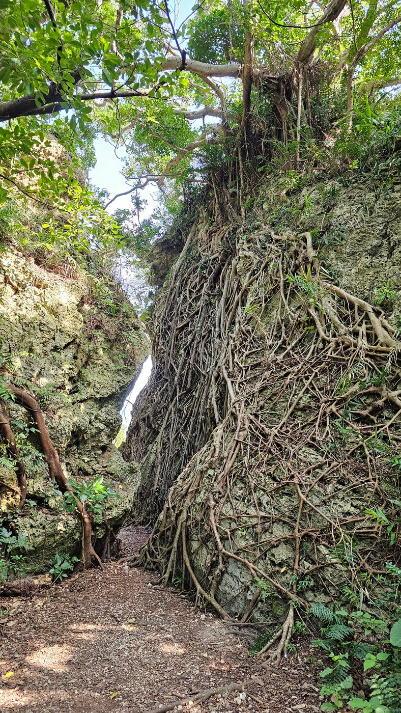 Raíces gigantes de Okinawa